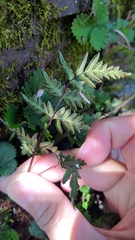 Cheilanthes nitidula