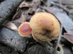 Gymnopus foetidus