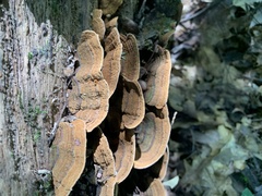 Xylobolus subpileatus