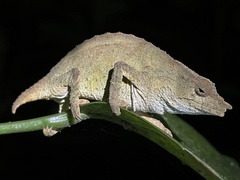 Rhampholeon chapmanorum