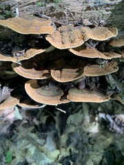 Xylobolus subpileatus