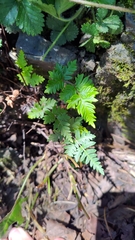 Cheilanthes nitidula