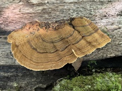 Xylobolus subpileatus