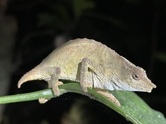 Rhampholeon chapmanorum