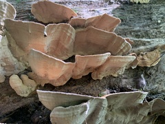 Xylobolus subpileatus