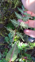 Cheilanthes nitidula