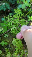 Cheilanthes nitidula