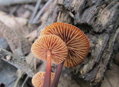 Gymnopus foetidus