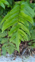 Polystichum integripinnum