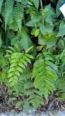 Polystichum integripinnum
