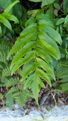 Polystichum integripinnum
