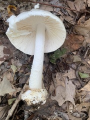 Amanita