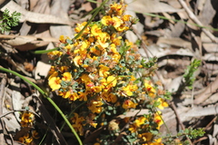 Pultenaea largiflorens