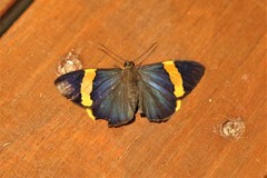 Chaetocneme porphyropis