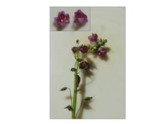 Diascia parviflora