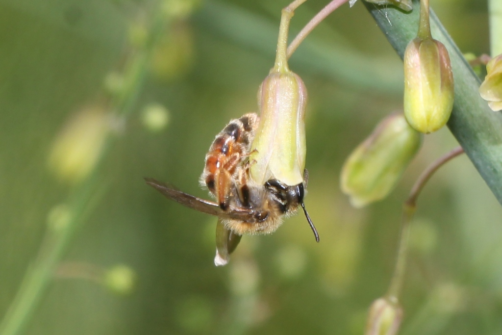 Andrena chrysopus
