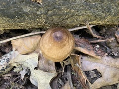 Pluteus cervinus