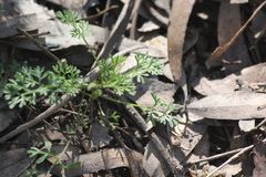 Daucus glochidiatus