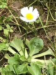 Bellis perennis