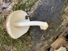 Pluteus cervinus