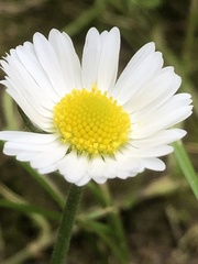 Bellis perennis