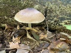 Pluteus