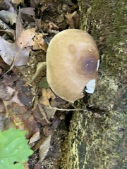 Pluteus