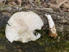 Pluteus