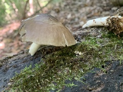 Pluteus