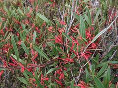 Grevillea dimorpha