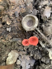 Sarcoscypha occidentalis