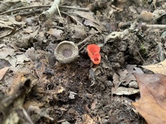 Sarcoscypha occidentalis