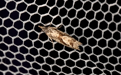 Holocola thalassinana