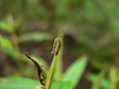 Pasiphila bilineolata