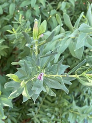 Polygala myrtifolia