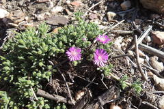 Drosanthemum hispidum