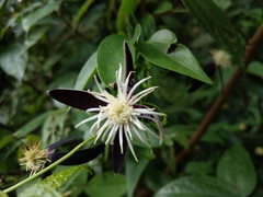 Clematis tashiroi