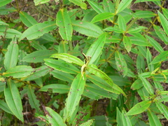 Pasiphila bilineolata