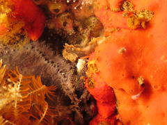 Coccotropsis gymnoderma