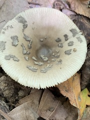 Amanita