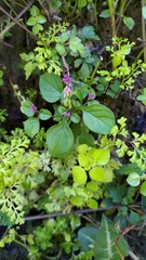 Polygala tatarinowii