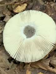 Amanita