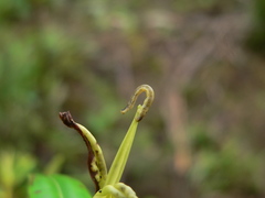 Pasiphila bilineolata