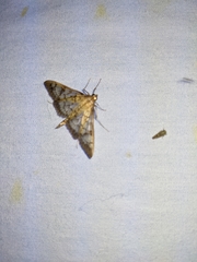 Mimorista