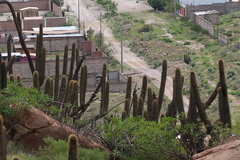 Weberbauerocereus weberbaueri