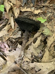 Strobilomyces strobilaceus