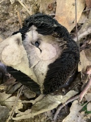 Strobilomyces strobilaceus