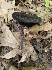 Strobilomyces strobilaceus