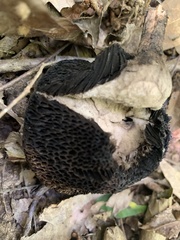 Strobilomyces strobilaceus