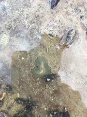 Leptoplanoidea